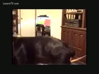 Homemade dog sex with a beastie gal